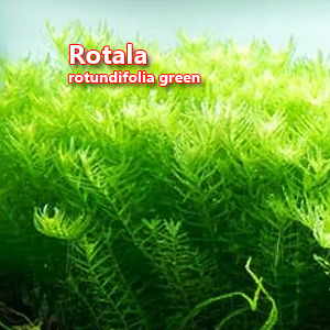 Rotala rotundifolia green